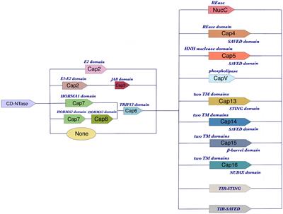 The arms race between bacteria CBASS and bacteriophages